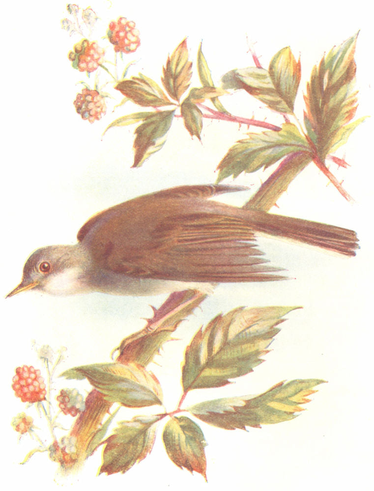 BIRDS. Whitethroat  1901 old antique vintage print picture